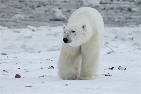 ours polaire gaucher
